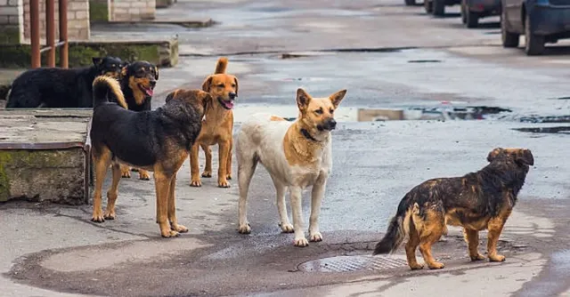 west-bengal-newborn-abandoned-outside-washroom-in-nabadwip-stray-dogs-become-unexpected-saviours