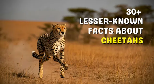 international-cheetah-day-2025-here-lesser-known-facts-about-the-hunting-leopards