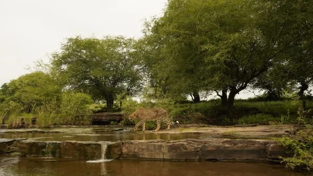 international-cheetah-day-pm-modi-extends-wishes-highlights-planets-most-remarkable-creatures-in-pics