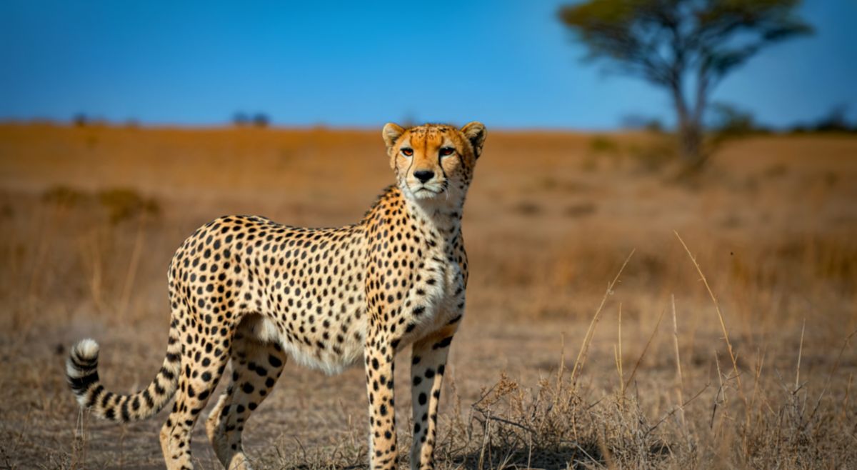 cheetah