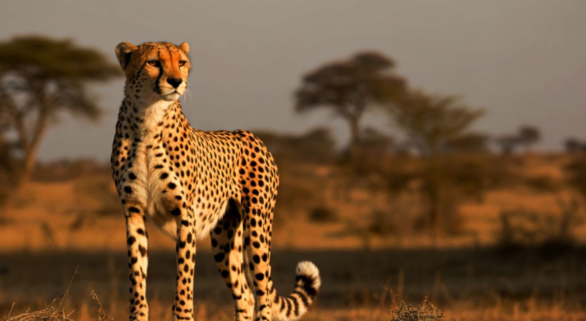 cheetah the hunting leopards