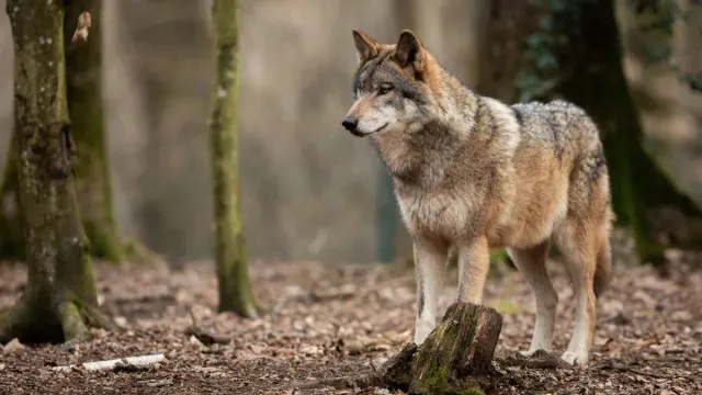 bahraich-infant-dragged-away-by-wolves-in-mallahan-purwa-village-search-underway