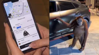 Woman Books ‘Uber Monkey’ In Dubai For Rs 1.2 Lakh For 15-Minute Ride, But Is The Viral Video Real Or AI?