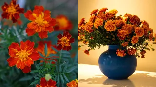 Where to Place Marigold Flower At Home For Wealth And Prosperity; Know Vastu-Approved Direction And Benefits
