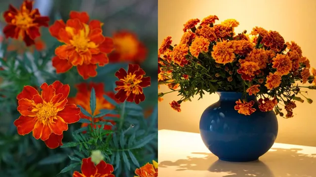 where-to-place-marigold-flower-at-home-for-wealth-and-prosperity-know-vastuapproved-direction-and-benefits