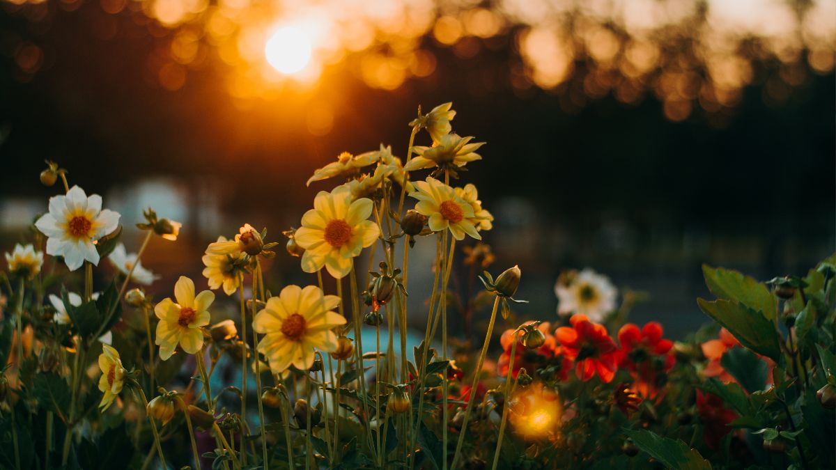 flower quiz with answers for kids (3)