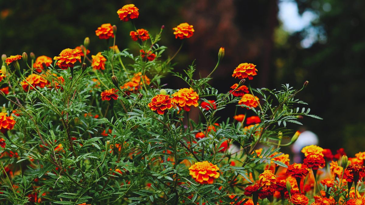 marigold-plant-vastu-tips