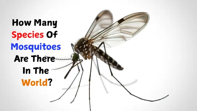 how-many-species-of-mosquitoes-are-there-in-the-world-life-span-significance-and-other-facts-about-them