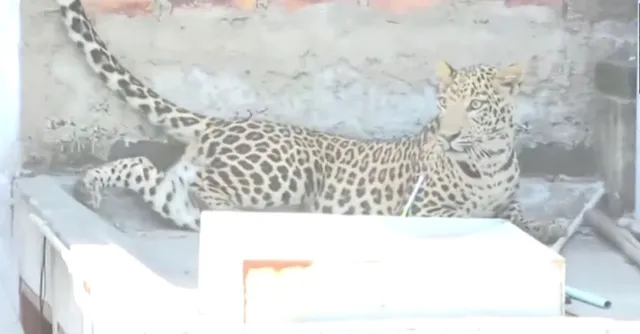 maharashtra-leopard-injures-7-within-an-hour-after-entering-residential-area-in-nagpur-video