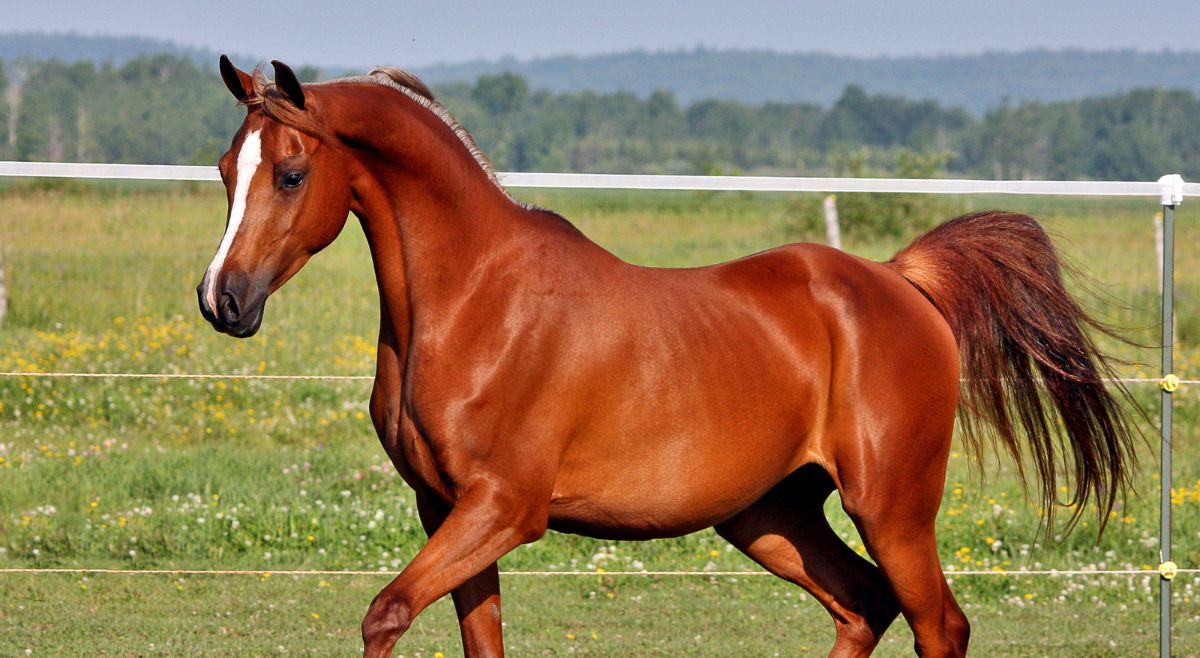 25+ Lesser-Known Facts About Horse To Read On World Horse Day 2025