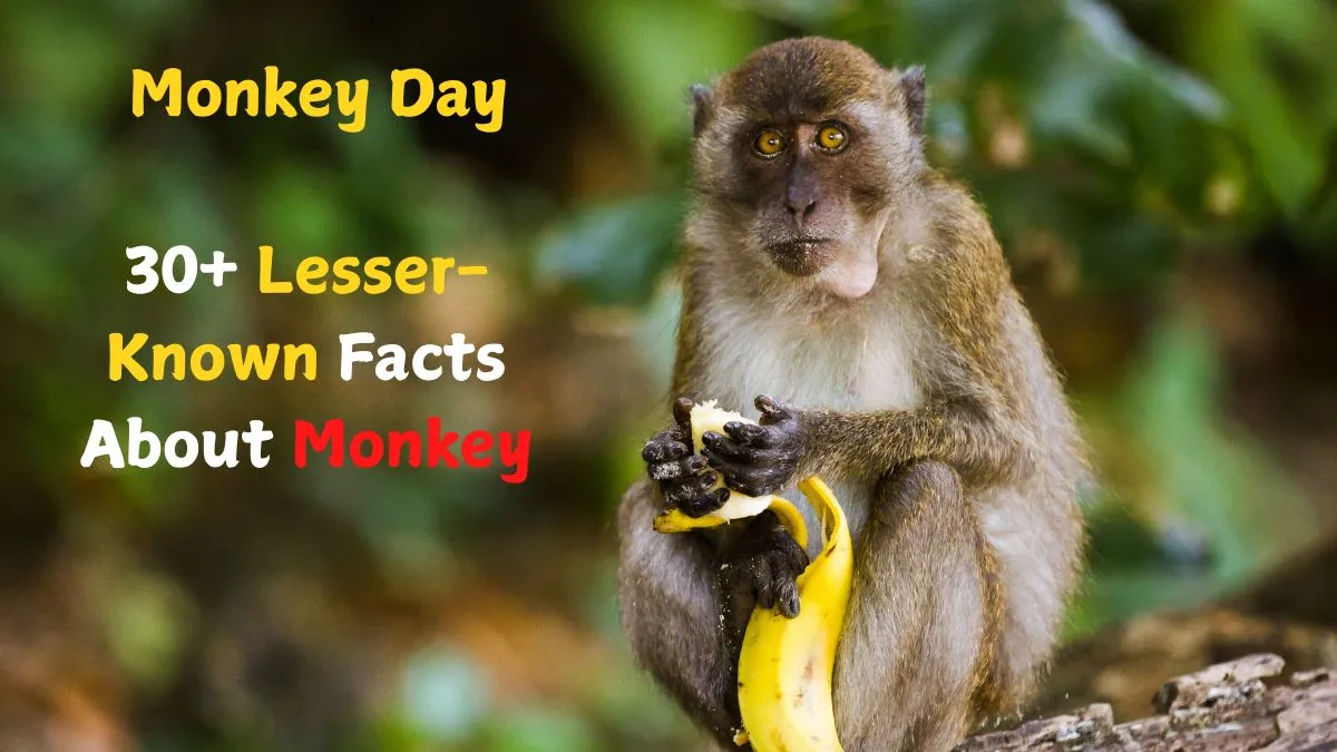 30+ Lesser-Known Interesting Monkey Facts- Species, Life Span, Features ...
