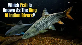 Which Fish Is Known As The King Of Indian Rivers? Know The Interesting Reason Behind This Reputation