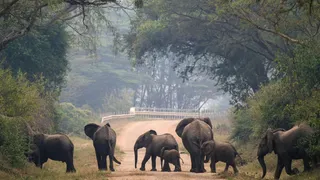 Videos Of Elephant Harassment In Haridwar Corridor Raise Safety Concerns; Forest Dept Yet To Act