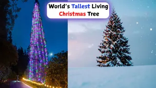 Where Is The World's Tallest Living Christmas Tree? Location, Height And Fun Facts