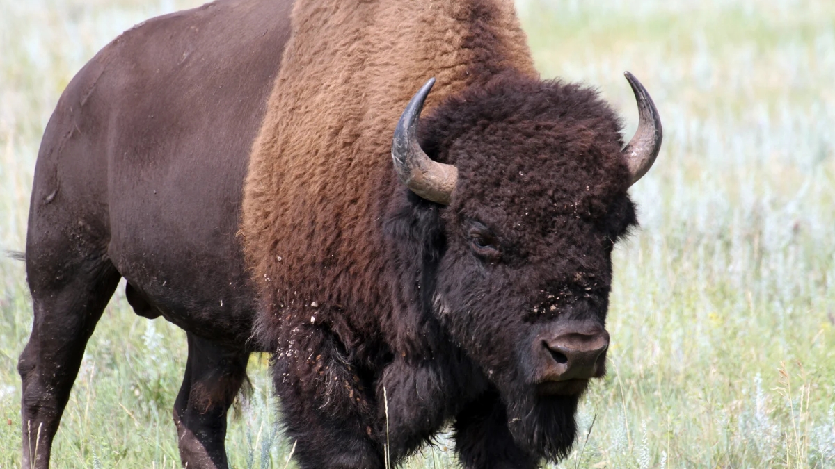 which is the most muscular animal in the world