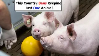 Which Country Makes It Illegal to Own Just One Pet? The Reason Will Melt Your Heart