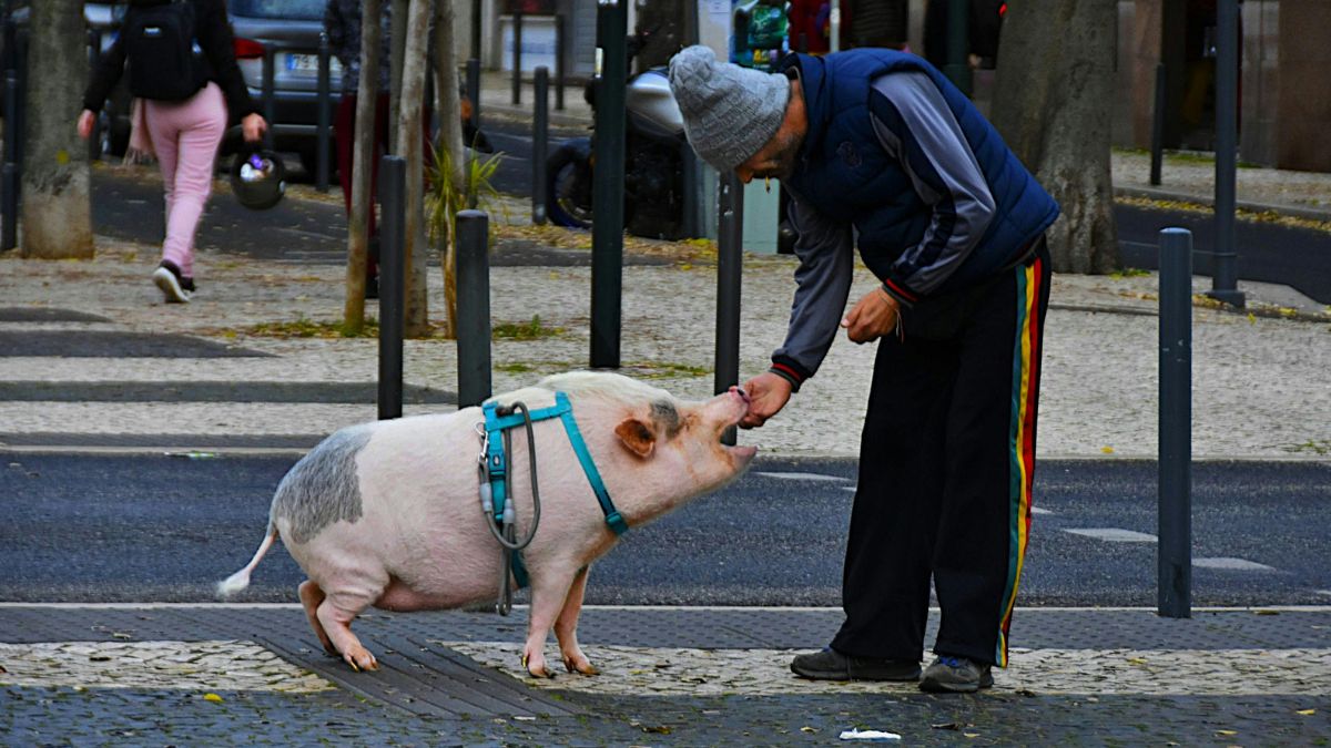 which country bans keeping just one animal (1)