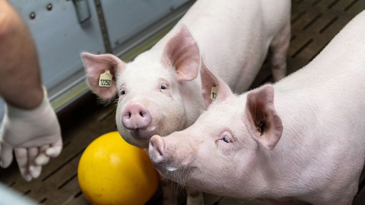 which country bans owning just one pet animal