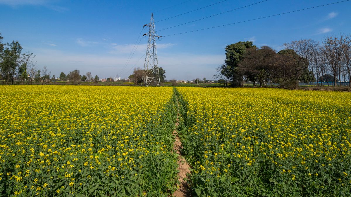 National Farmers Day 2025: Seasonal Crops Grown By Indian Farmers And ...