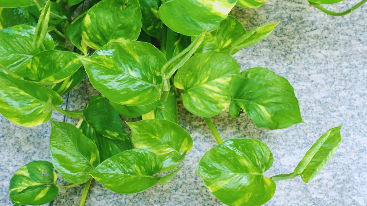 money-plant-vastu-shastra