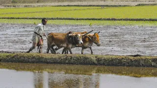 National Farmers Day: The Hands That Feed India, The Backbone That Sustains It