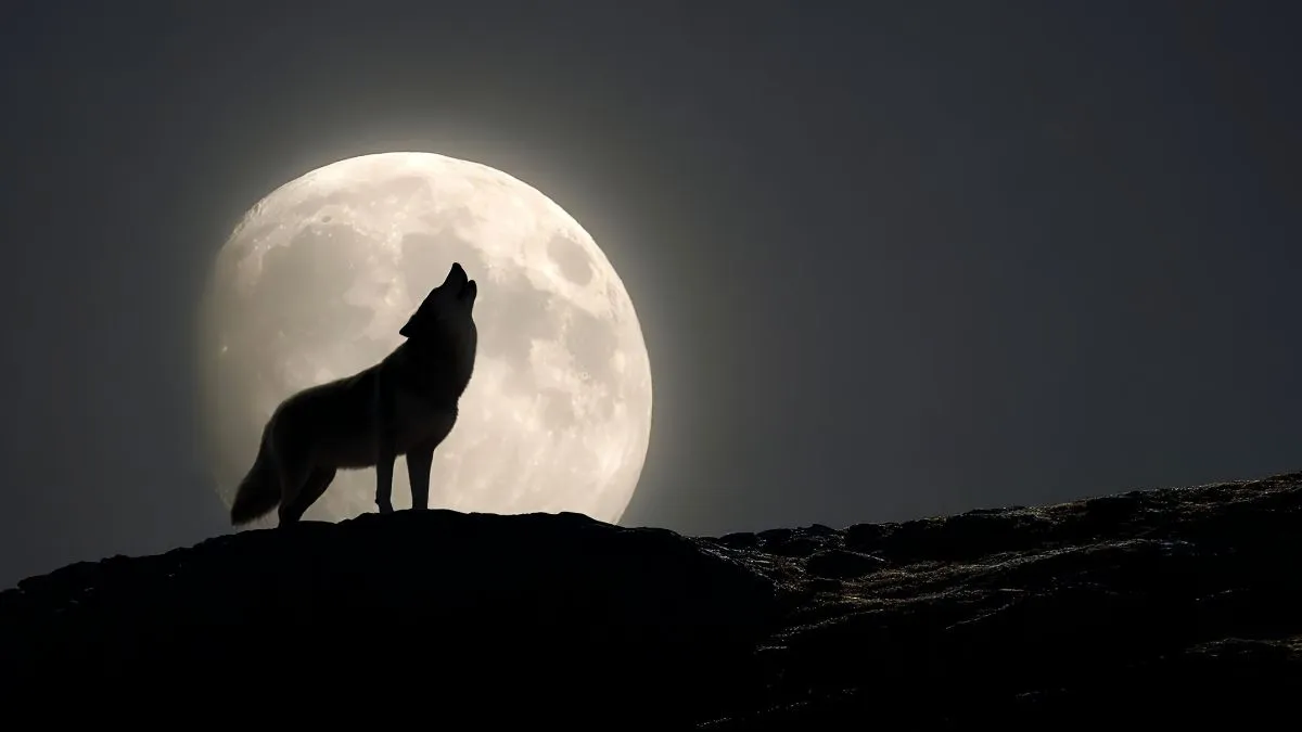 January Wolf Supermoon: Biggest And Brightest Full Moon Of Year Before ...