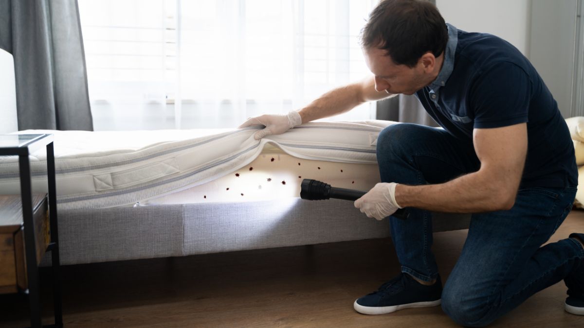 DIY Hacks To Repel Bugs From Home