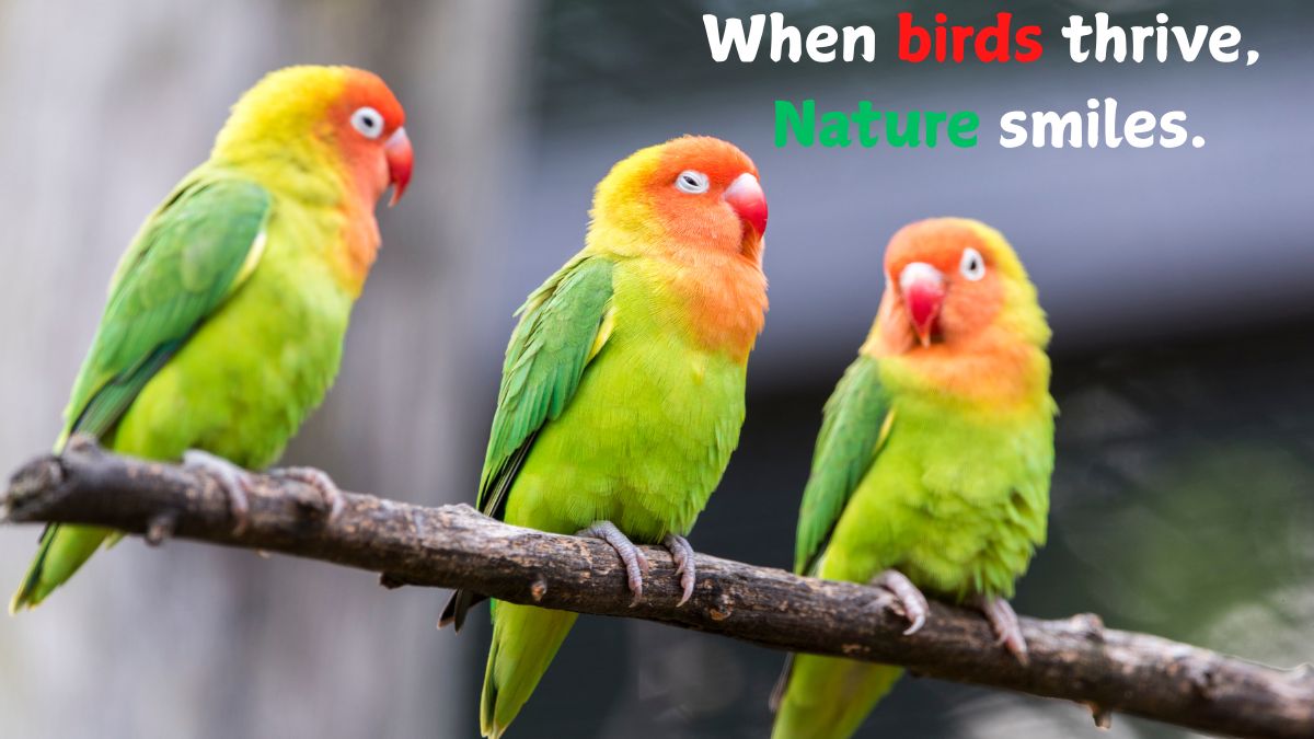 quotes and slogans to save birds to save ntaure (1)