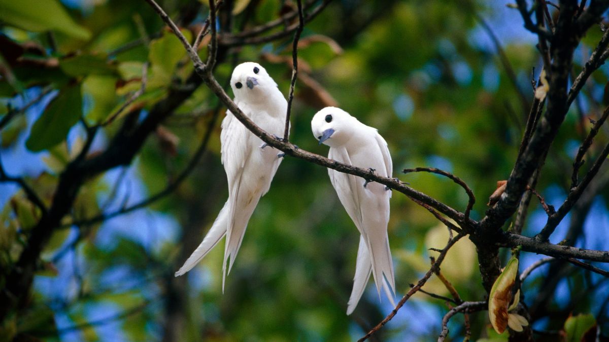 quotes and slogans to save birds to save ntaure (3)