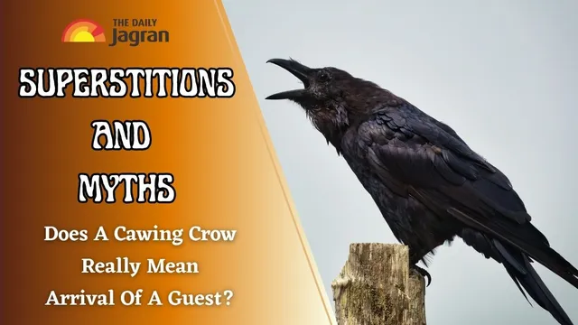 Does A Cawing Crow Really Mean Arrival Of A Guest Let Us Uncover This Does A Cawing Crow Really Mean Arrival Of A Guest Let Us Uncover This
