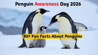 Penguin Awareness Day 2026: 30+ Fun And Interesting Facts About Seabirds Penguins