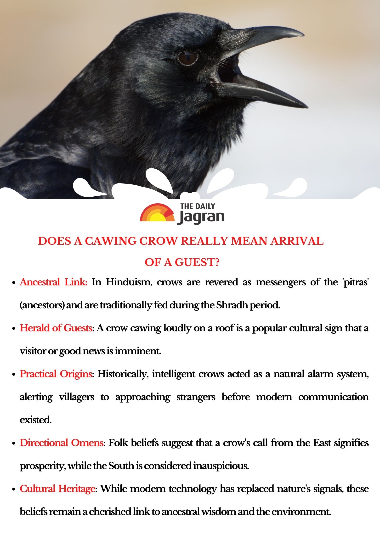Cawing Rooks Does A Cawing Crow Really Mean Arrival Of A Guest? Let Us Uncover This ...