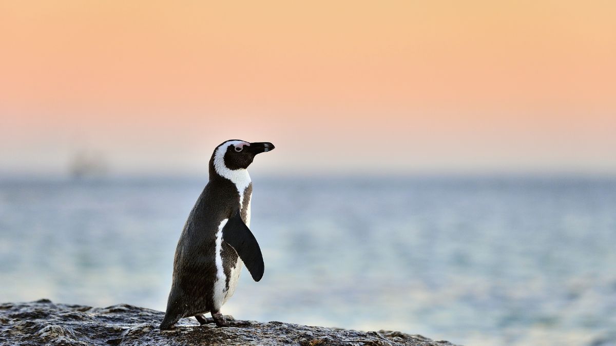 fun facts about penguins on penguin awareness awareness day (1)
