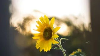 How To Grow Sunflowers On A Balcony: A Beginner’s Step-By-Step Guide