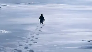 Nihilist Penguin's 'Death March' Meme vs Reality: Why Is A Lonely Penguin's Video From 2007 Going Viral?
