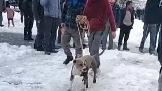 Chamba: Owner Dies In Himachal’s Freezing Snow, Loyal Pet Pitbull Stands Guard For Four Days | Video