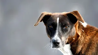 Hyderabad Toddler Injured After Stray Dog Attack In Khairatabad; Incident Caught On CCTV
