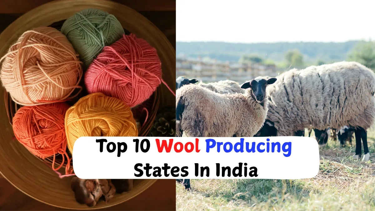 Top 10 Wool Producing States In India: Rajasthan Leads The List- Check ...