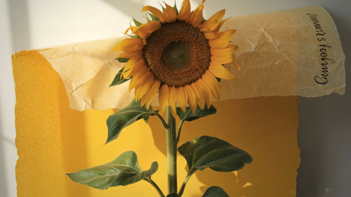 Growing Sunflower On Balcony