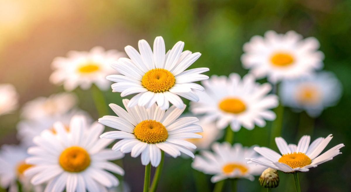 daisy care tips