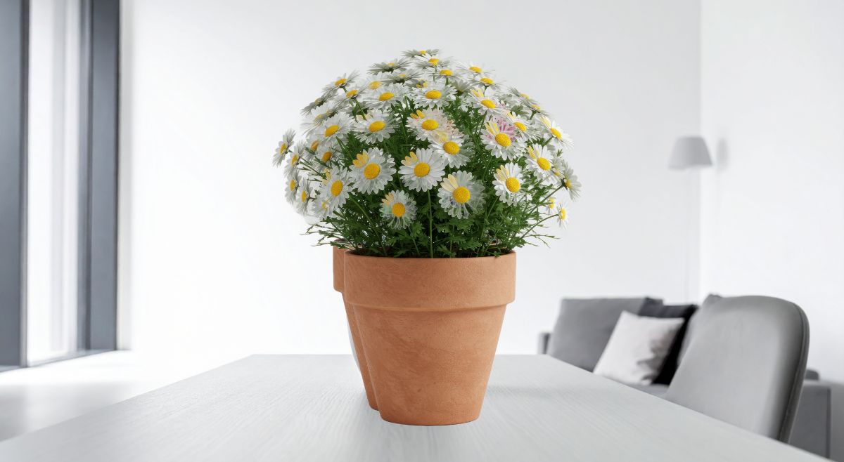 daisy plant in pot