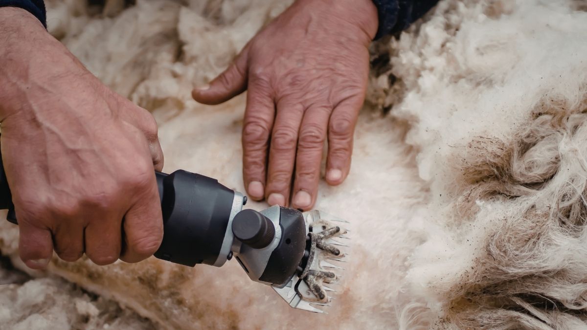 Top 10 Wool Producing States In India: Rajasthan Leads The List- Check ...