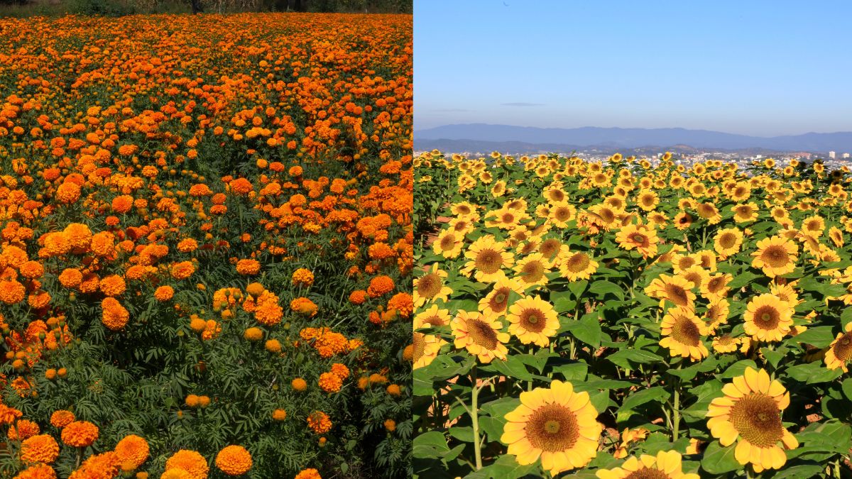 which indian city is known as flower pot of India (2)