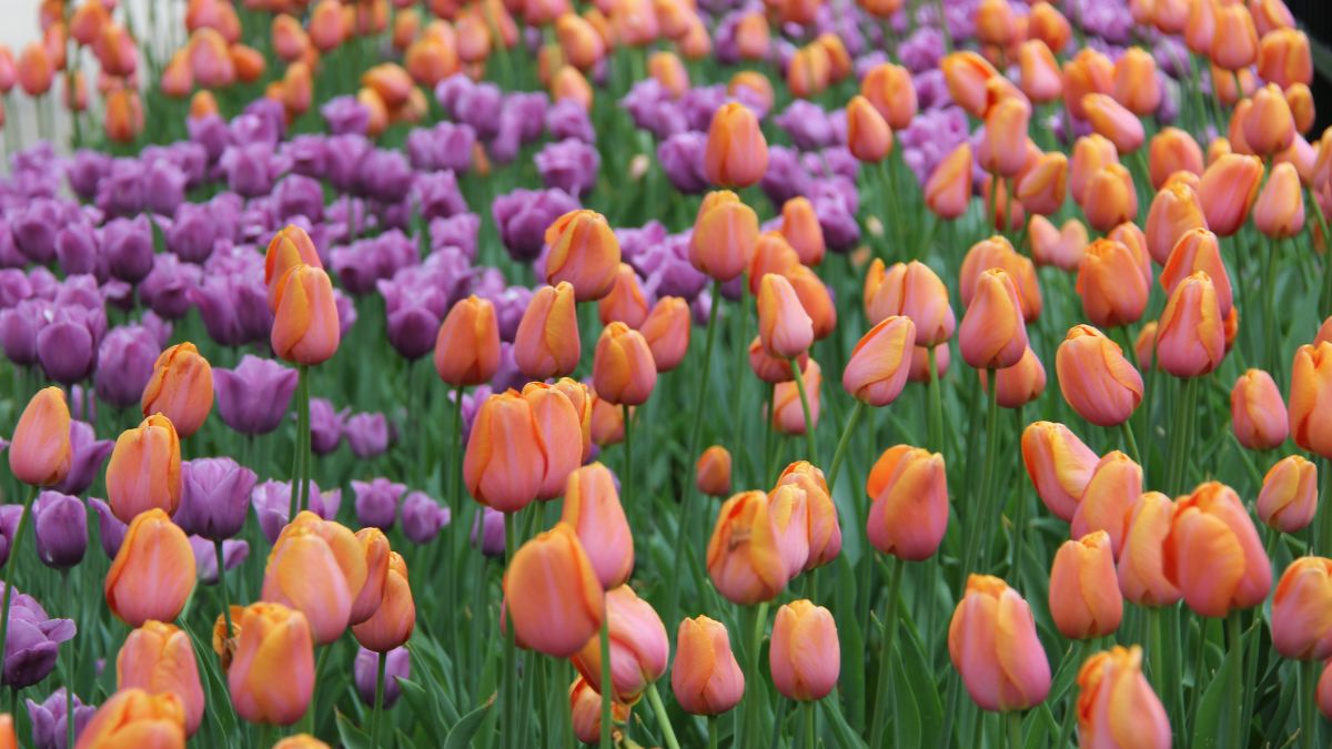 Tulip festival shanti path february 2026 (1)