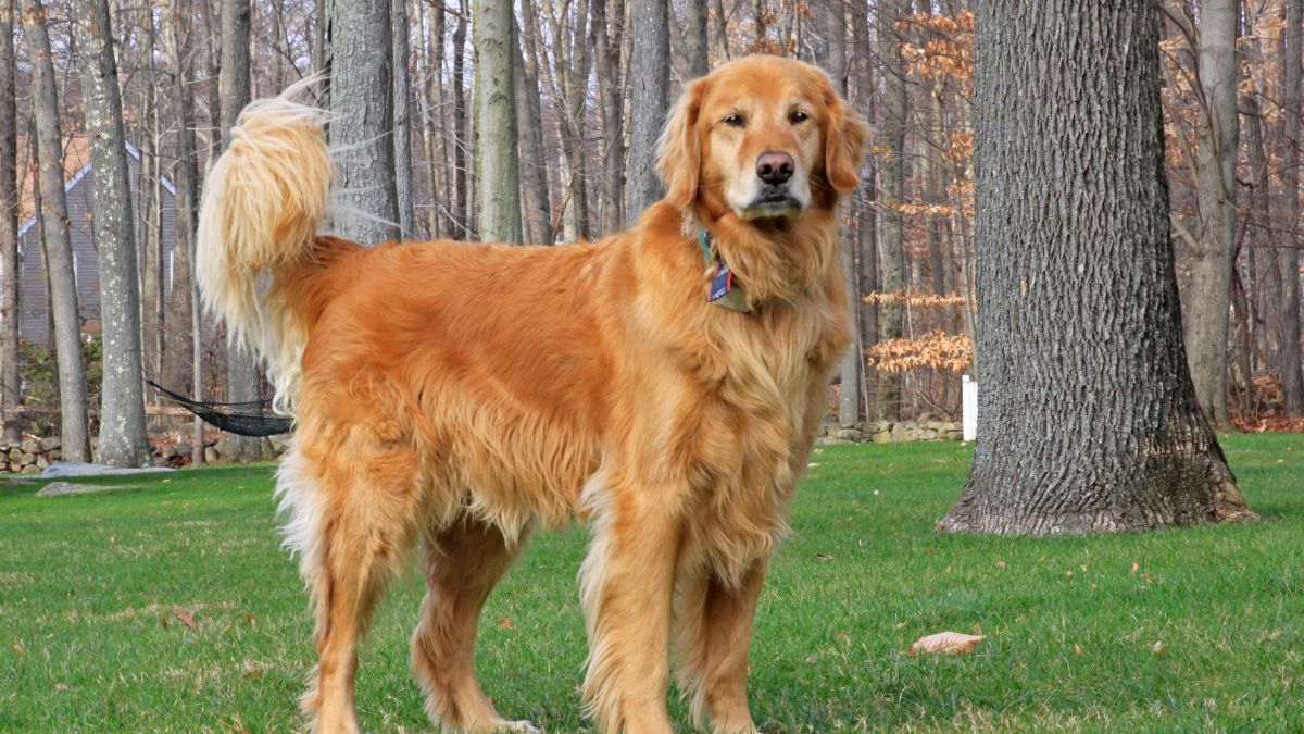 fun facts about golden retriever dogs on golden retriever day 2026  (1)