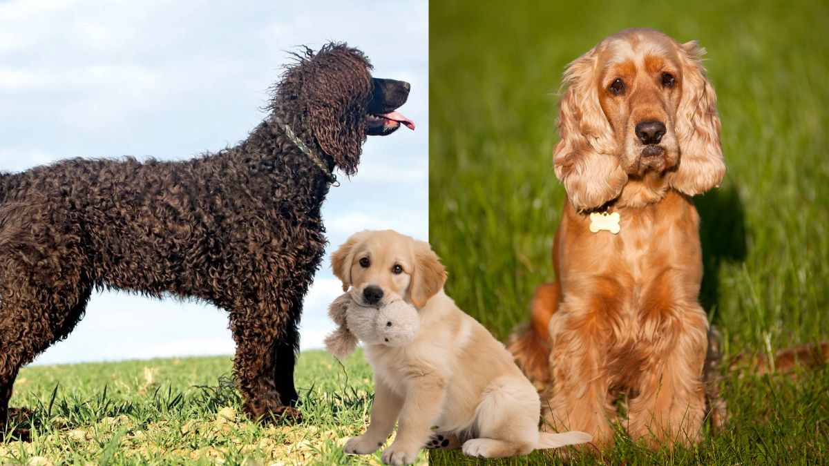 fun facts about golden retriever dogs on golden retriever day 2026  (2)