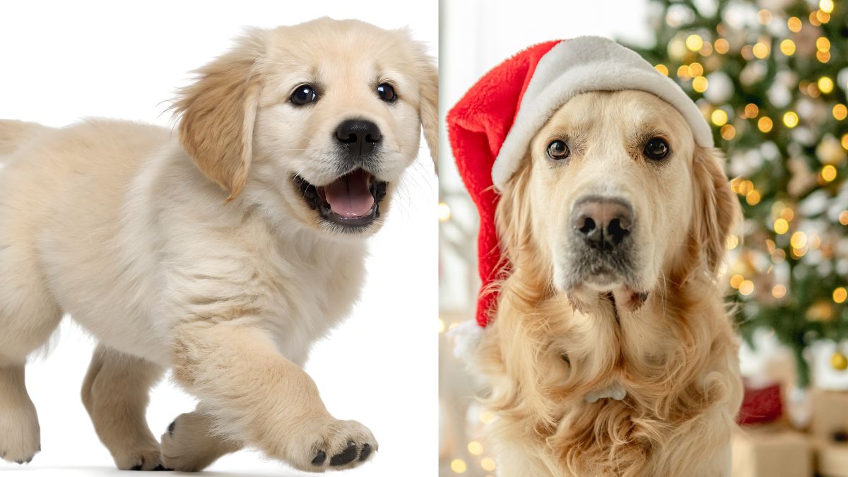 fun facts about golden retriever dogs on golden retriever day 2026  (3)