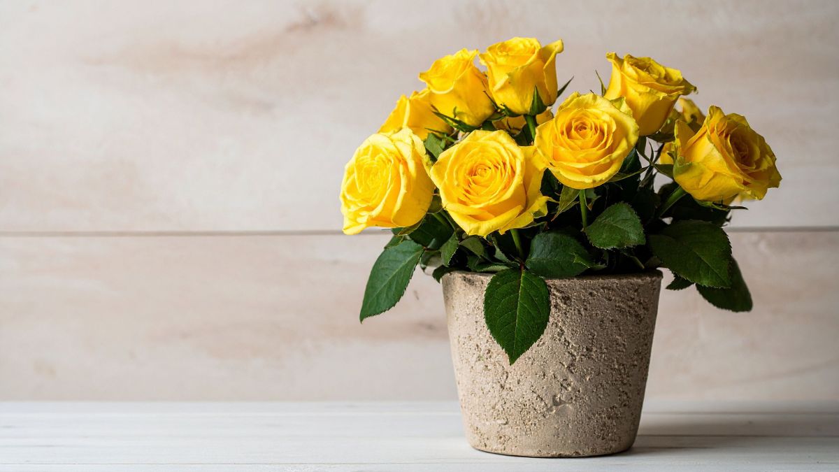 Rose Symbolism For Rose Day