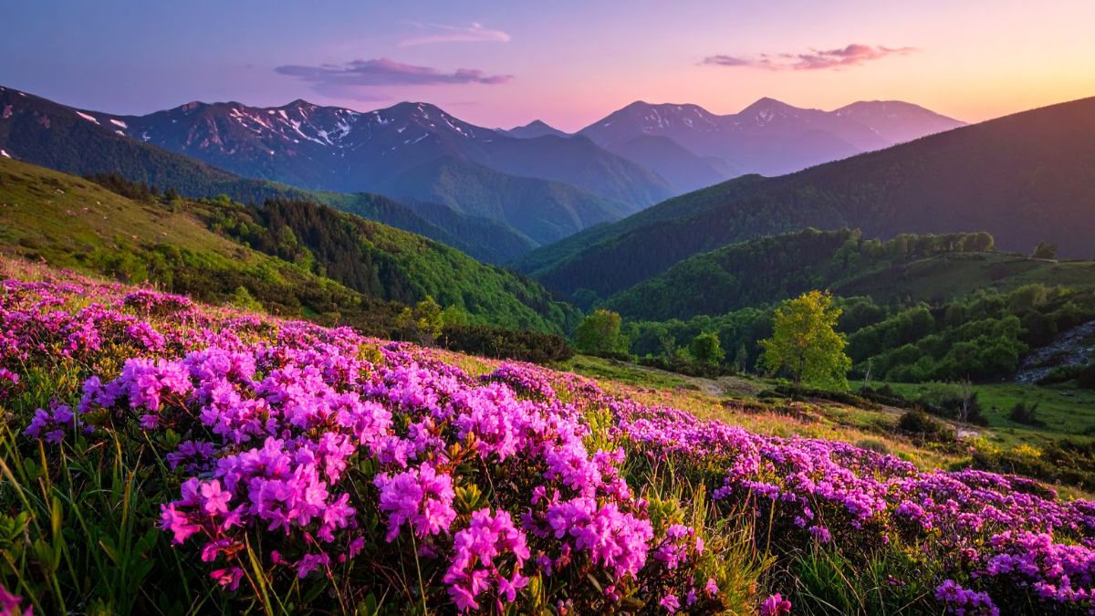 where is valley of flowers located 