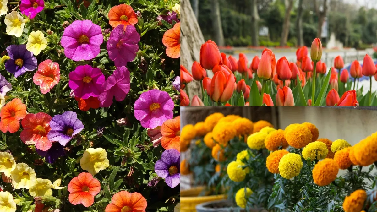 list-of-10-beautiful-spring-flowers-to-grow-in-your-garden-petunia-tulip-and-more